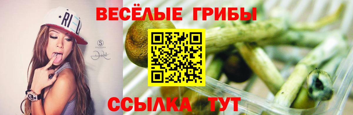 Нарткала  Галлюциногенные грибы Psilocybe  Вход с VPN 